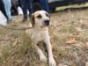 29 perros y gatos fueron atendidos en Fusagasugá