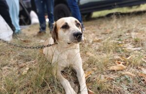 29 perros y gatos fueron atendidos en Fusagasugá