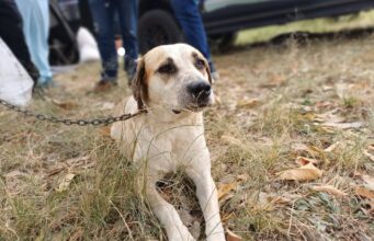 29 perros y gatos fueron atendidos en Fusagasugá