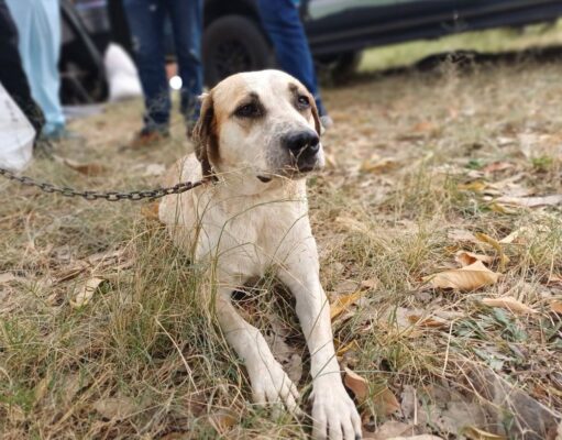 29 perros y gatos fueron atendidos en Fusagasugá