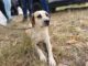 29 perros y gatos fueron atendidos en Fusagasugá