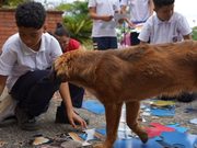 Arbeláez inicia estrategia educativa para promover el cuidado de los animales