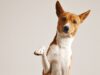 Cajicá fortalece la prevención y el cuidado de perros y gatos