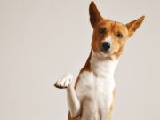 Cajicá fortalece la prevención y el cuidado de perros y gatos
