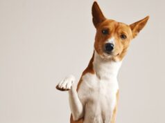 Cajicá fortalece la prevención y el cuidado de perros y gatos
