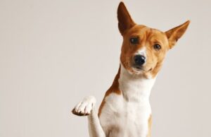 Cajicá fortalece la prevención y el cuidado de perros y gatos