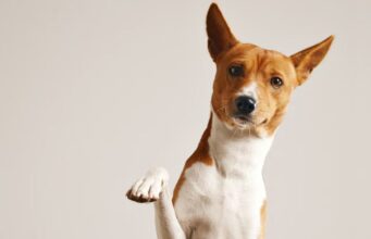 Cajicá fortalece la prevención y el cuidado de perros y gatos