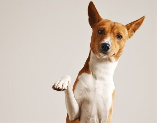 Cajicá fortalece la prevención y el cuidado de perros y gatos