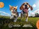 Cajicá promueve el bienestar animal con jornada de adopción