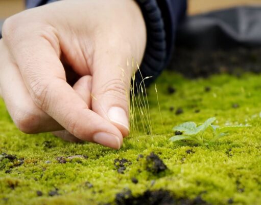 Chía implementa nuevo sistema para monitorear especies nativas
