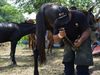 Cundinamarca fortaleció la atención veterinaria en municipios