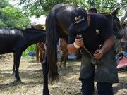 Cundinamarca fortaleció la atención veterinaria en municipios