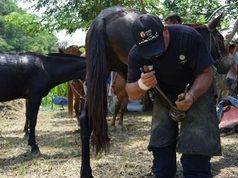 Cundinamarca fortaleció la atención veterinaria en municipios