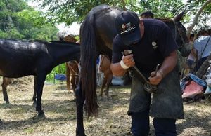 Cundinamarca fortaleció la atención veterinaria en municipios