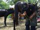 Cundinamarca fortaleció la atención veterinaria en municipios