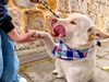 Finaliza Gran Feria PET y jornada de adopción en Cajicá