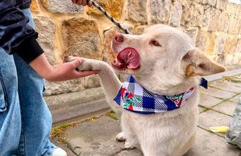 Finaliza Gran Feria PET y jornada de adopción en Cajicá
