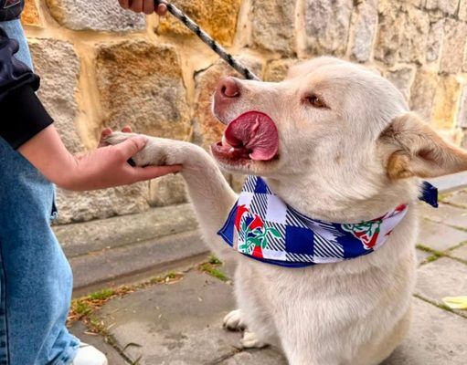 Finaliza Gran Feria PET y jornada de adopción en Cajicá