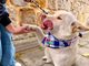 Finaliza Gran Feria PET y jornada de adopción en Cajicá