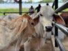 Fusagasugá impulsa la comercialización de bovinos