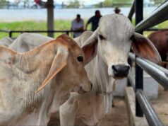 Fusagasugá impulsa la comercialización de bovinos