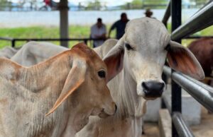 Fusagasugá impulsa la comercialización de bovinos