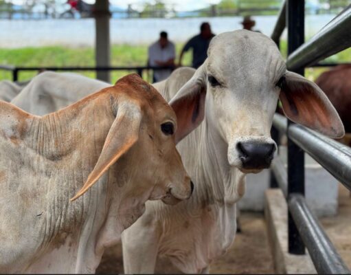 Fusagasugá impulsa la comercialización de bovinos