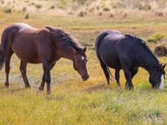 III Cabalgata de Integración y el Festival Equino en Soacha