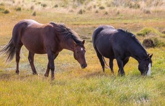 III Cabalgata de Integración y el Festival Equino en Soacha