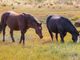 III Cabalgata de Integración y el Festival Equino en Soacha