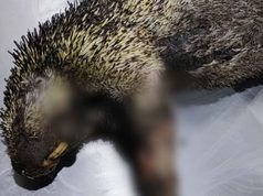 Un mono nocturno permanece bajo atención veterinaria tras resultar afectado por las llamas