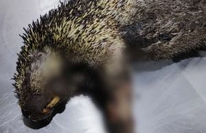 Un mono nocturno permanece bajo atención veterinaria tras resultar afectado por las llamas