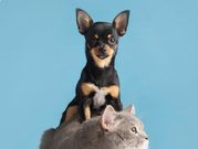 Jornada gratuita de esterilización en Tocancipá