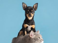 Jornada gratuita de esterilización en Tocancipá