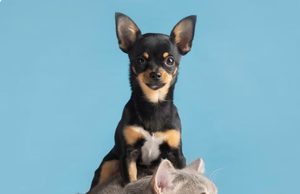 Jornada gratuita de esterilización en Tocancipá