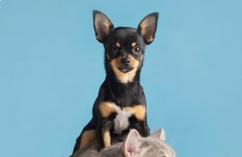 Jornada gratuita de esterilización en Tocancipá