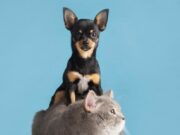 Madrid habilita jornada de donaciones para proteger a perros y gatos