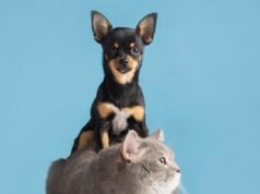 Madrid habilita jornada de donaciones para proteger a perros y gatos