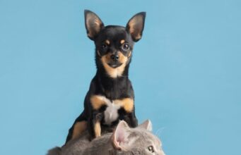 Madrid habilita jornada de donaciones para proteger a perros y gatos