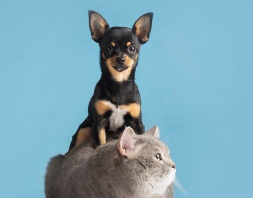 Madrid habilita jornada de donaciones para proteger a perros y gatos