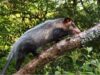 Sasaima fue escenario de la liberación de fauna recuperada por la CAR