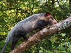 Sasaima fue escenario de la liberación de fauna recuperada por la CAR