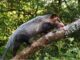 Sasaima fue escenario de la liberación de fauna recuperada por la CAR