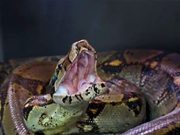Tres boas rescatadas en Soacha y Boyacá regresaron a la naturaleza