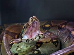 Tres boas rescatadas en Soacha y Boyacá regresaron a la naturaleza