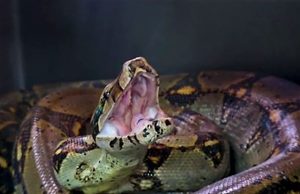 Tres boas rescatadas en Soacha y Boyacá regresaron a la naturaleza