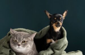 Sopó promueve la tenencia responsable de mascotas