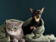 Tocancipá abre nuevos cupos para esterilización