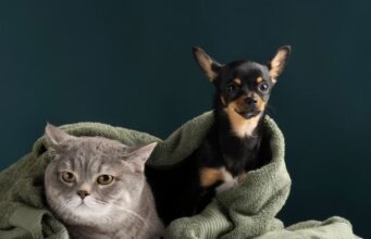 Tocancipá abre nuevos cupos para esterilización