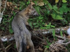 CAR monitorea presencia de fauna silvestre en los Cerros Orientales